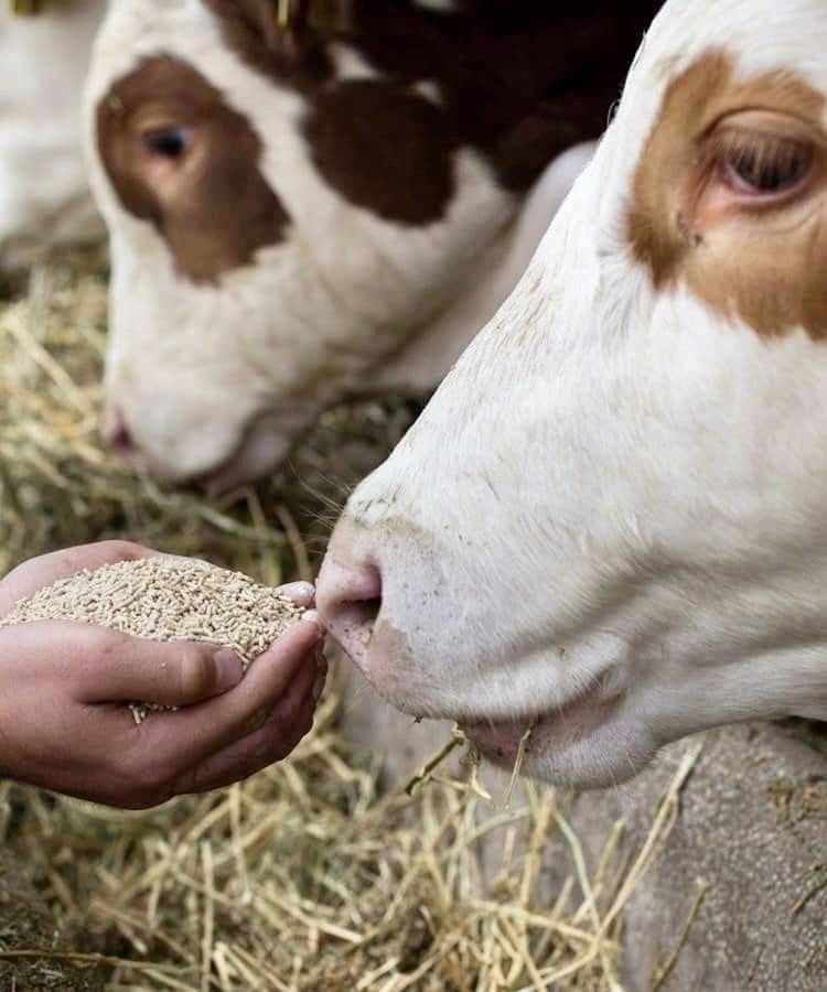 पशु आहार (Animal / Cattle Feed) category