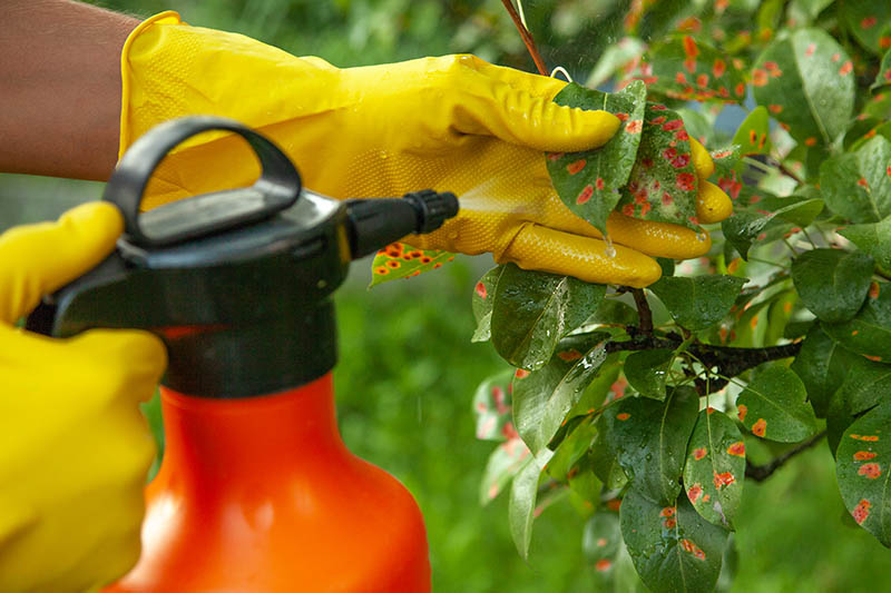 कवकनाशी (Fungicides) category