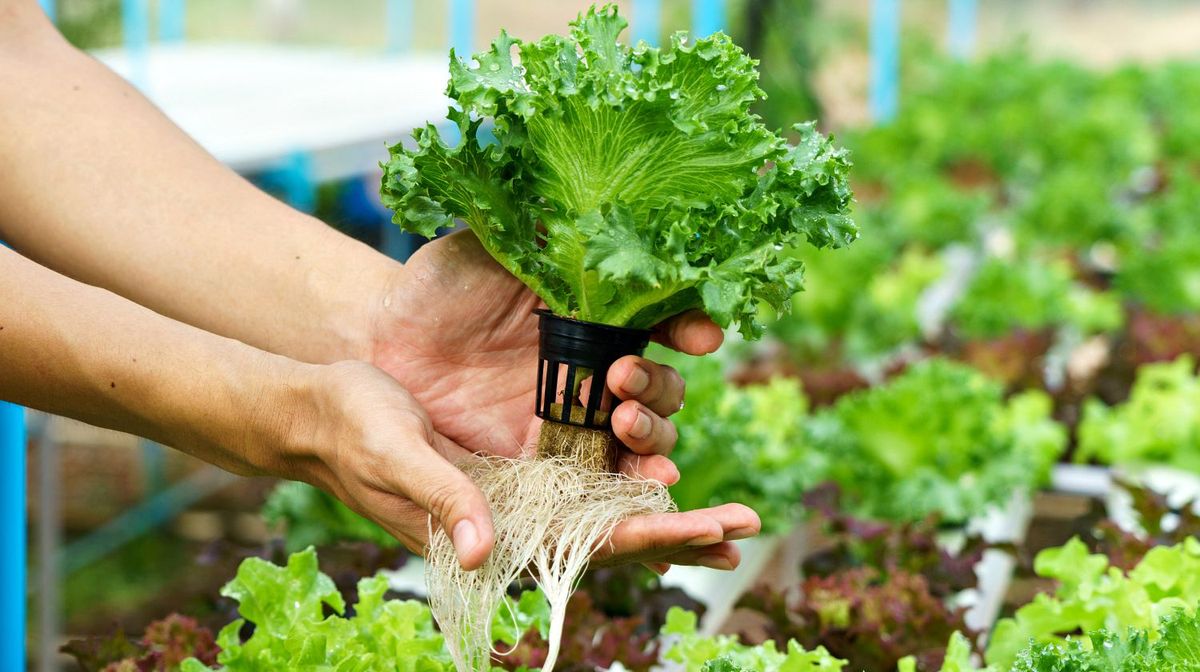 हीड्रोपोनिक्स (Hydroponics) category