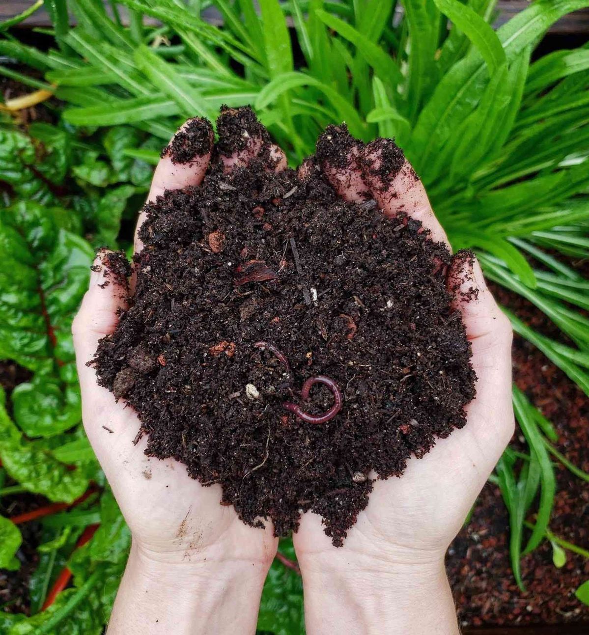 नाइट्रोजेन उर्वरक (Nitrozen Fertilizers) category