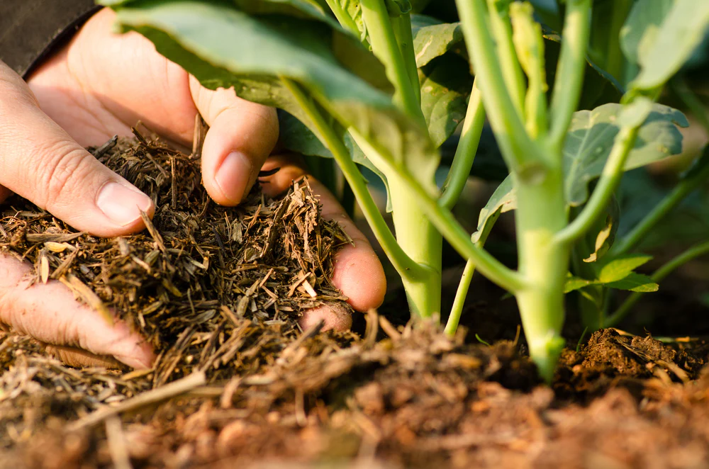 जैविक उर्वरक (Organic Fertilizers) category