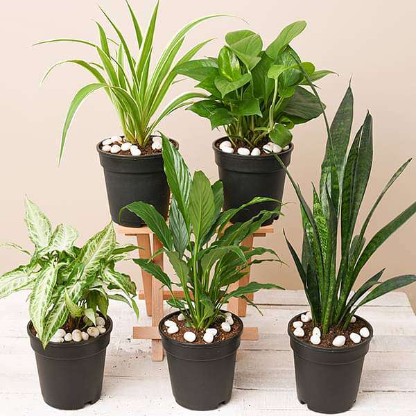 पौधा / पेड़ आधारित (Plant Based) category
